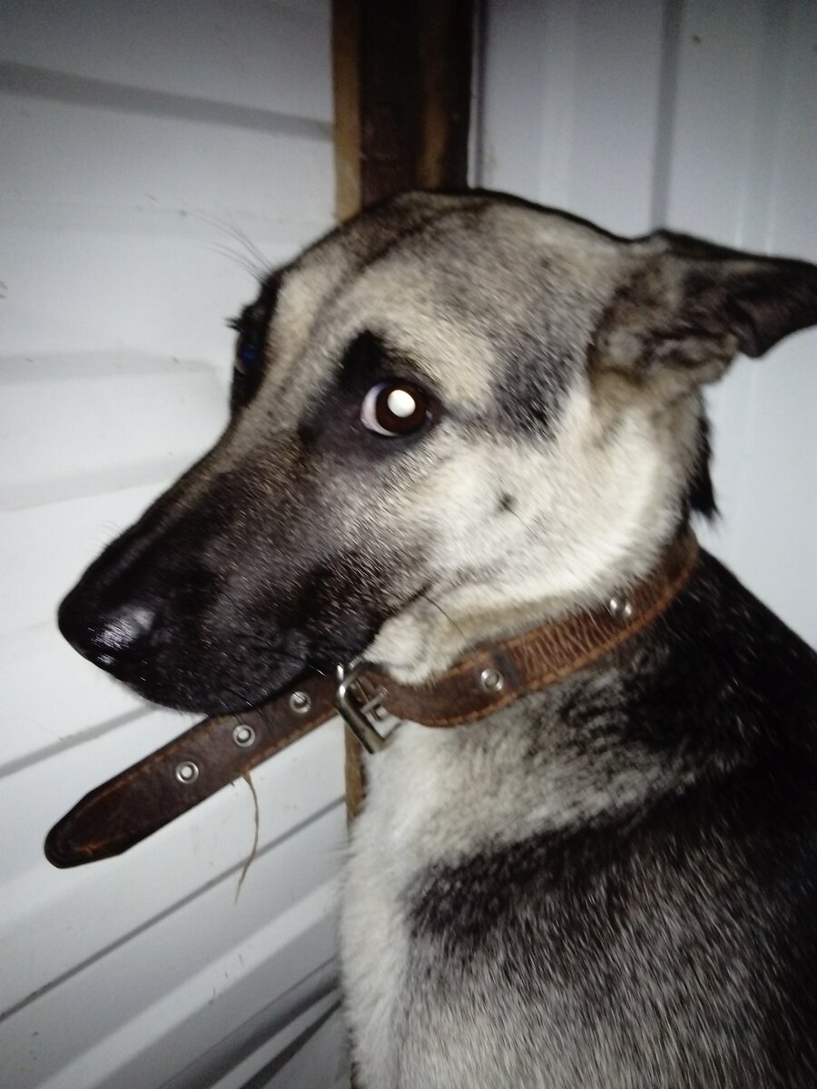 Не каждому человеку нужна собака, но каждой Собаке нужен свой Человек | © ДиНа 