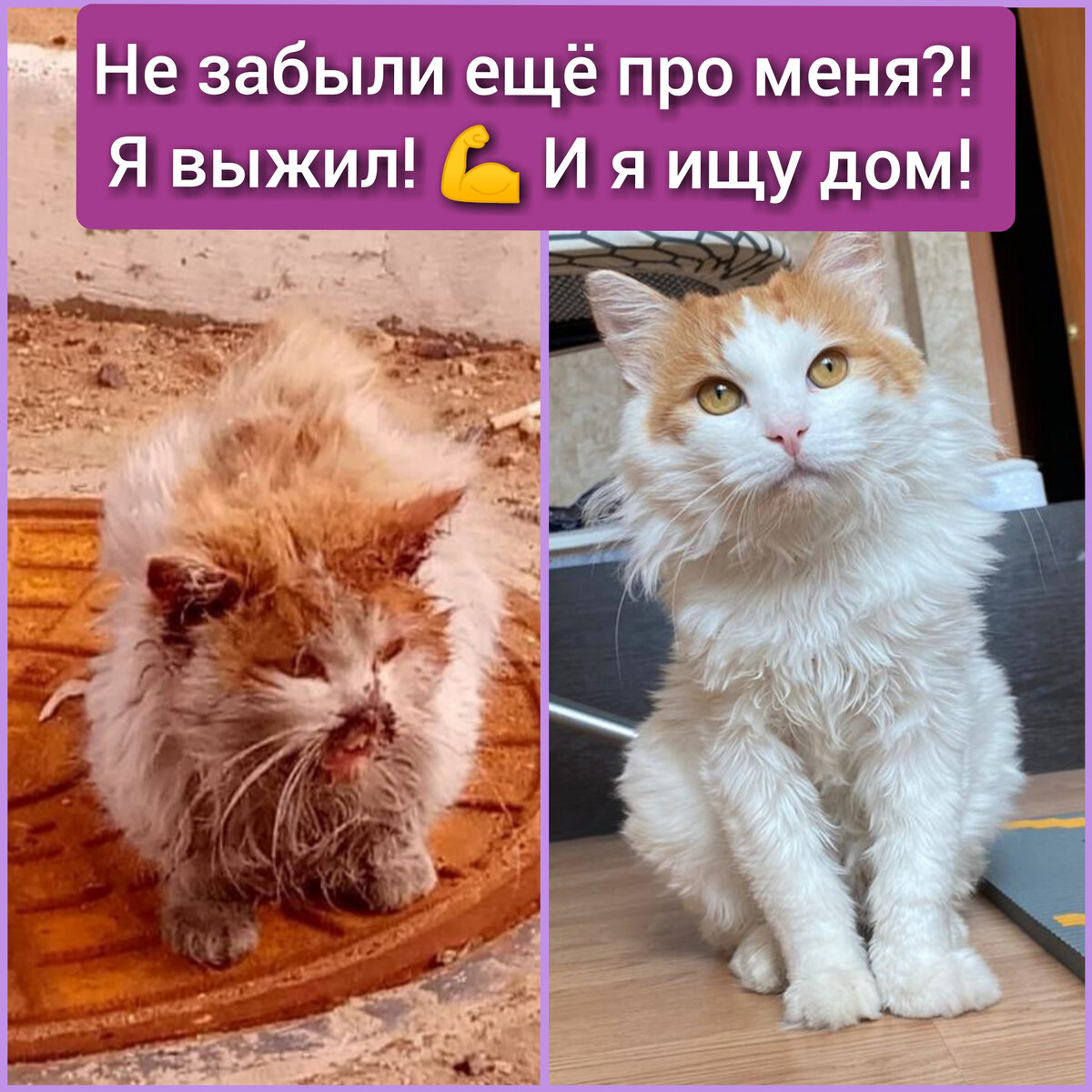 Вот такое преображение! Мой подопечный котик Лео 