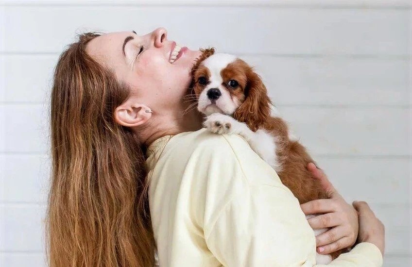 Кавалер Кинг Чарльз Спаниель