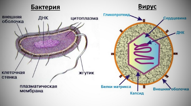 Картинка взята с сайта https://www.pravda-tv.ru/