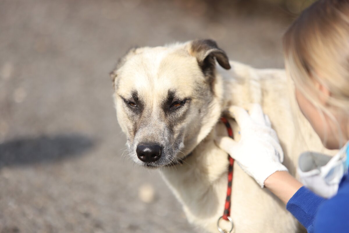 Приют Солнцево. Бим