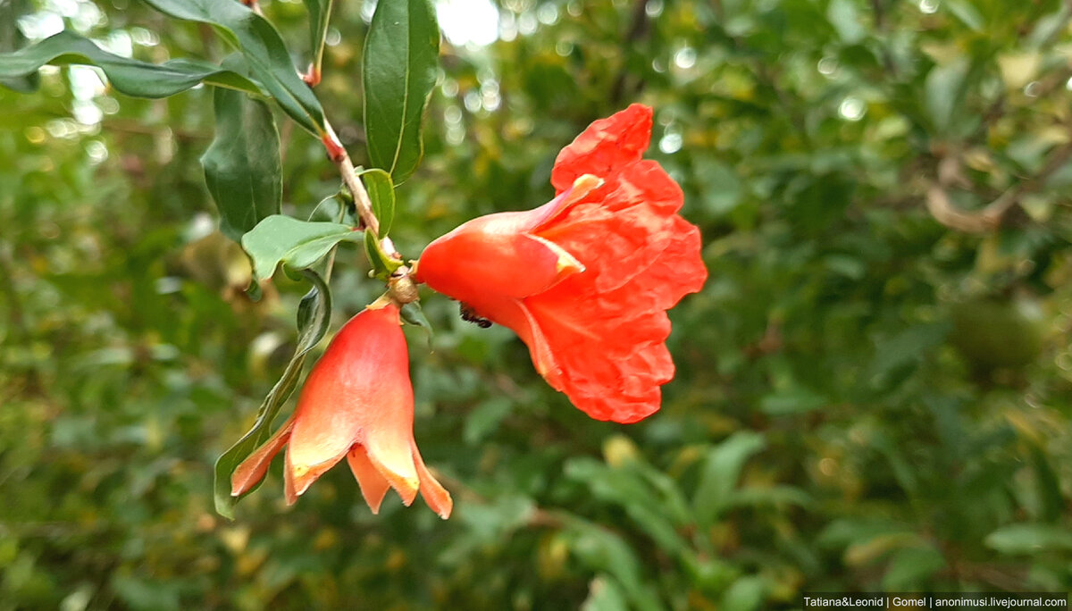 Гранат - это ягода. Целебная ягода