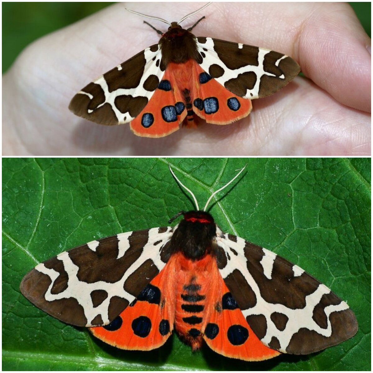 Большой красный пестрый. Гусеница бабочки Медведица-Кайя. Бабочки Медведица-Кайя (Arctia caja). Ночная бабочка Медведица Кайя. Медведица Кайя бабочка самка.