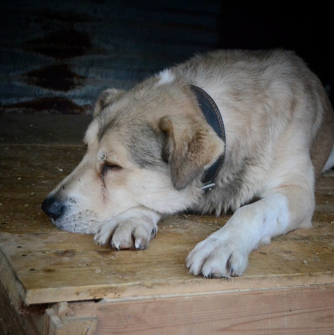 Яндекс картинки