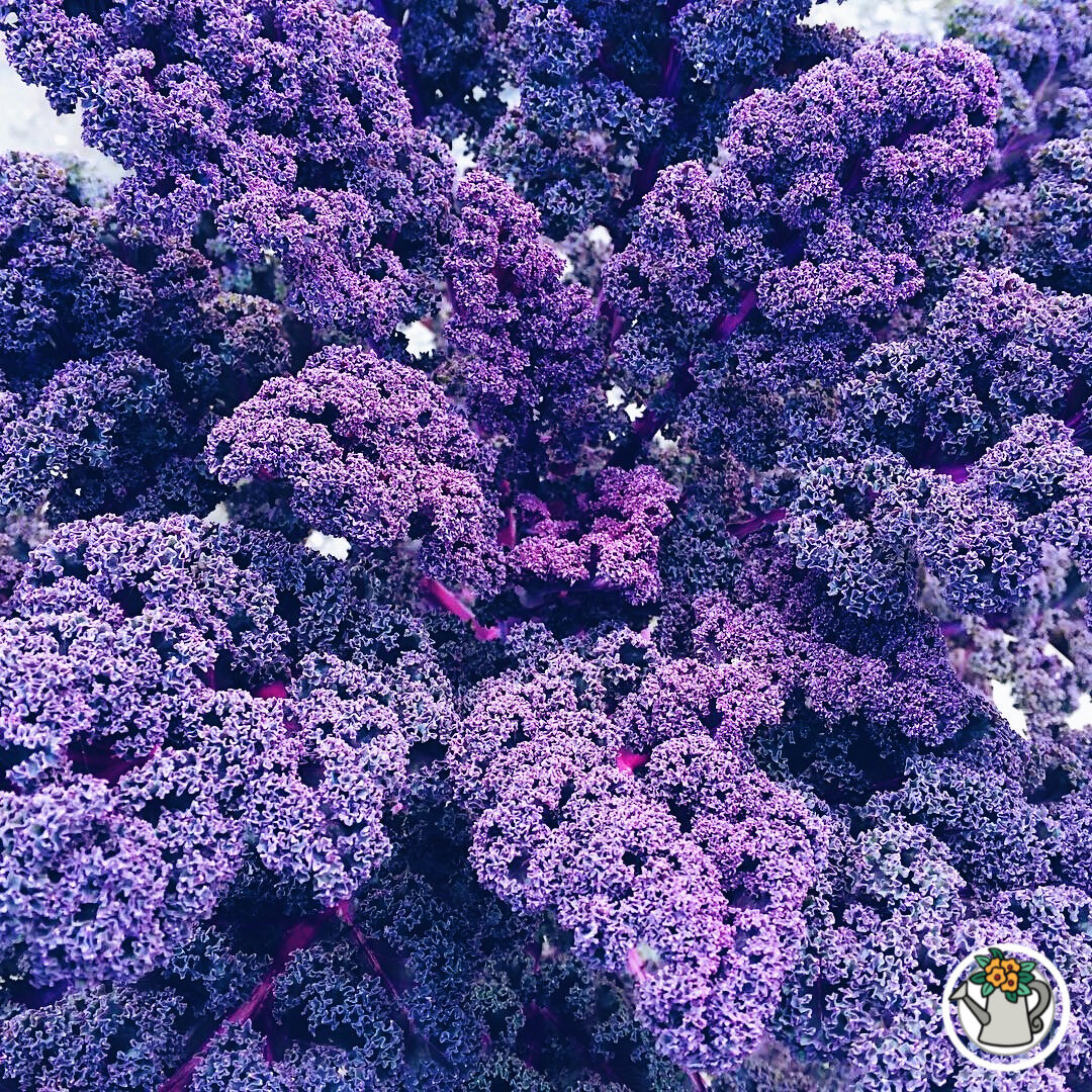 Декоративная листовая капуста