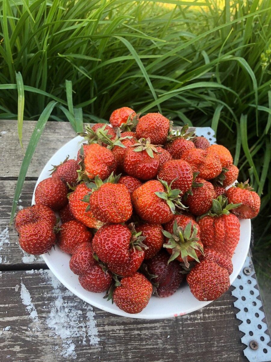 клубника с огорода