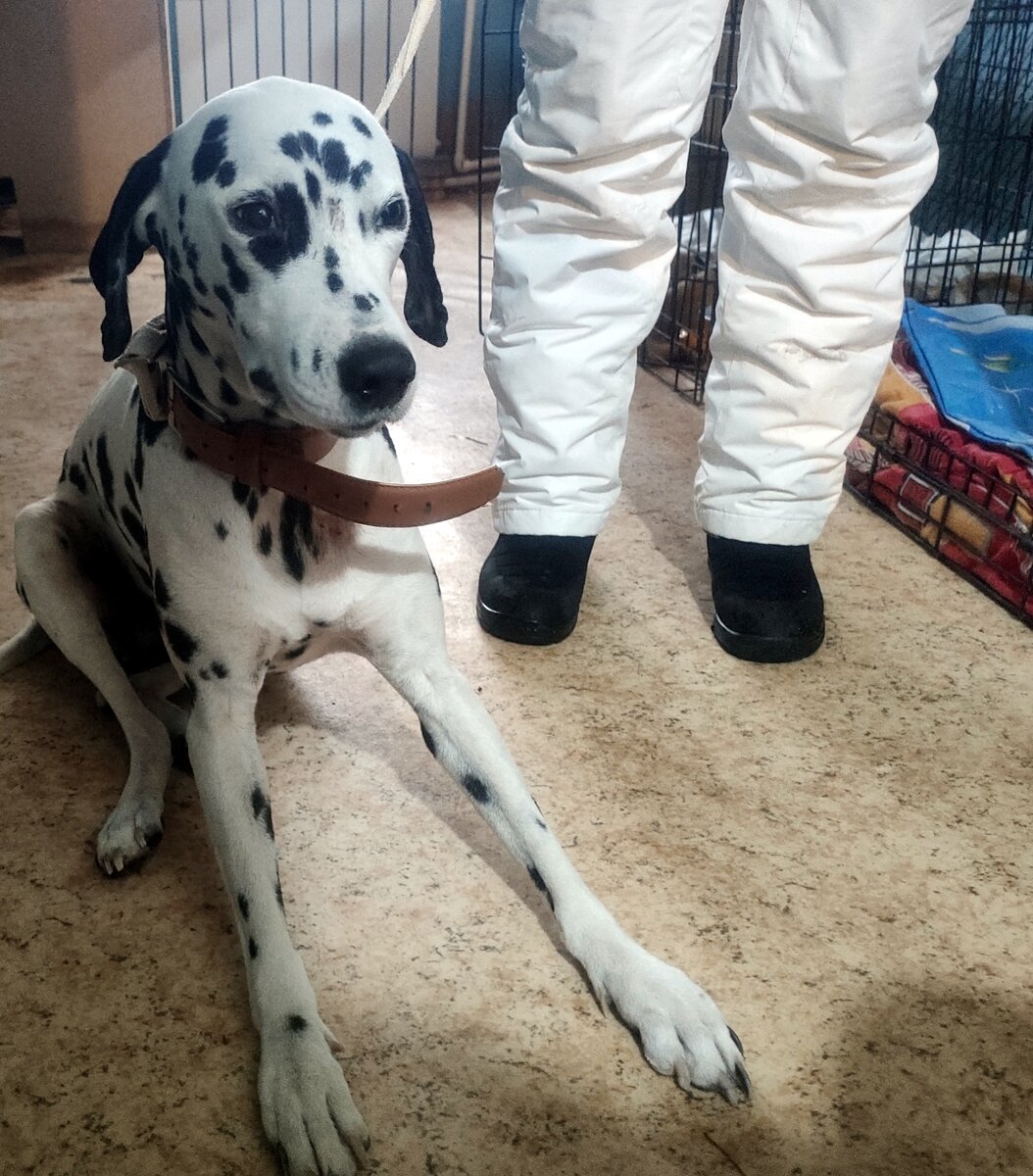 Как же тряслась от страха девочка и как старались волонтеры успокоить ее....