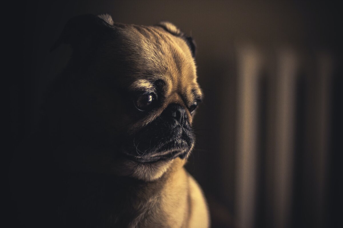 Мопс тоскует (иллюстрация Matthew Henry on Unsplash )