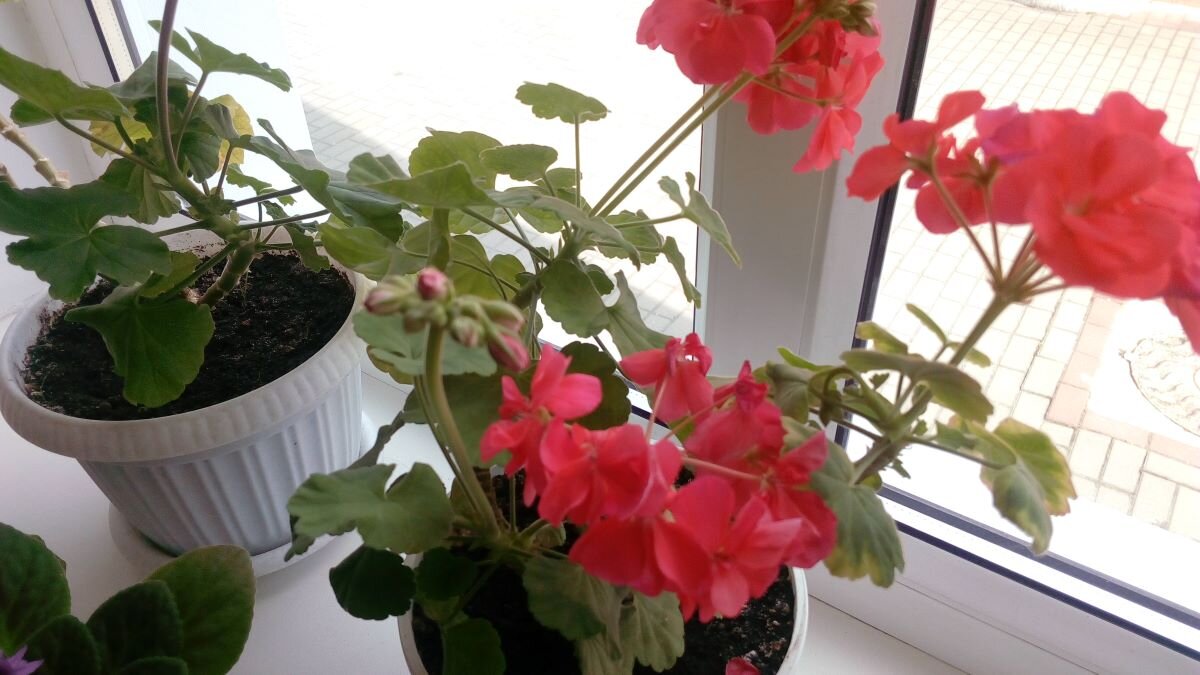 Герань. Фото автора