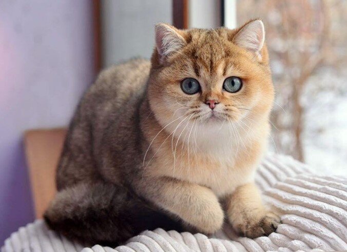 Шикарные кошки, у которых невероятно красивый и необычный окрас | Pets2.me  | Дзен