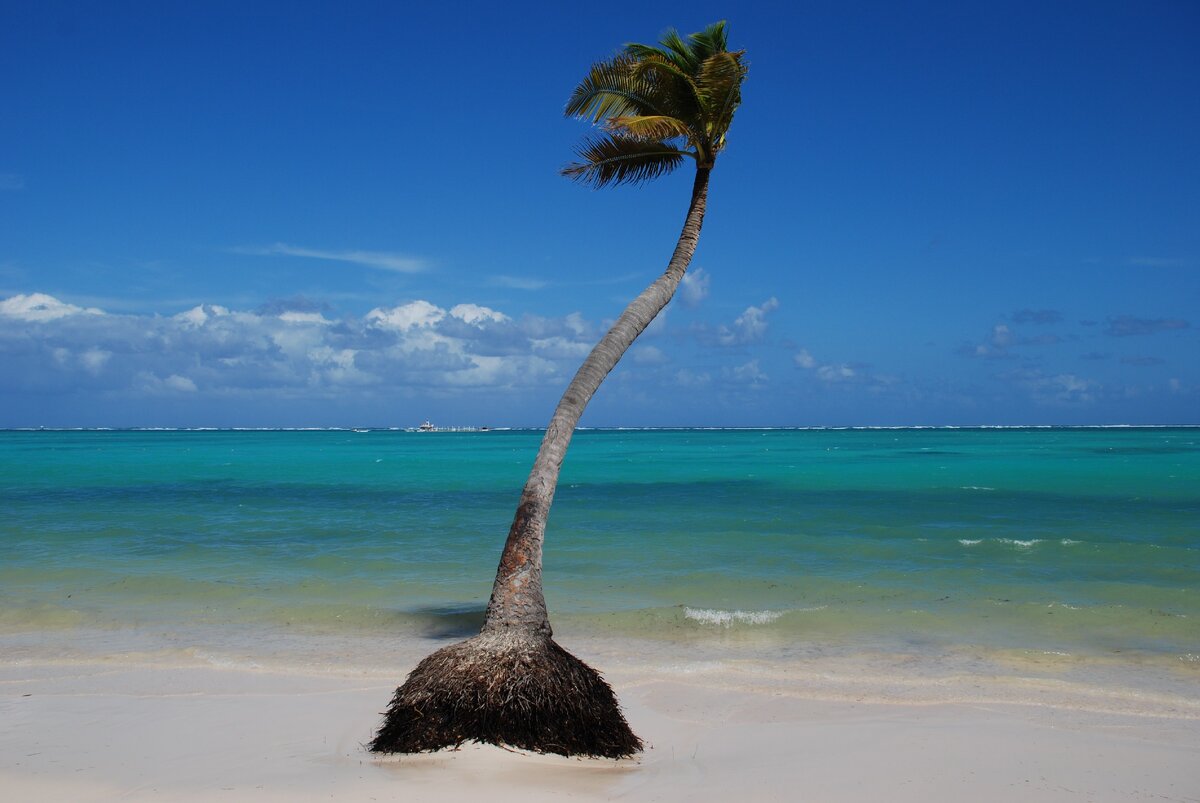 "Доминикана. Пляж Playa Bavaro. Одинокая пальма". Фото Папаша Ньюс из личного архива