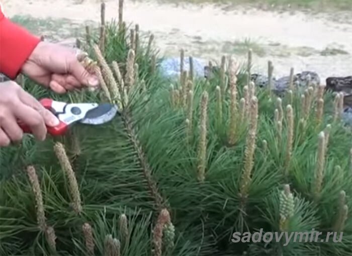 За 10 лет достигает около 2 метров в высоту и не боле 1 метра в основании кроны.