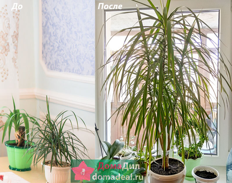 тут она еще помещается на подоконник, разница между фото 3 года