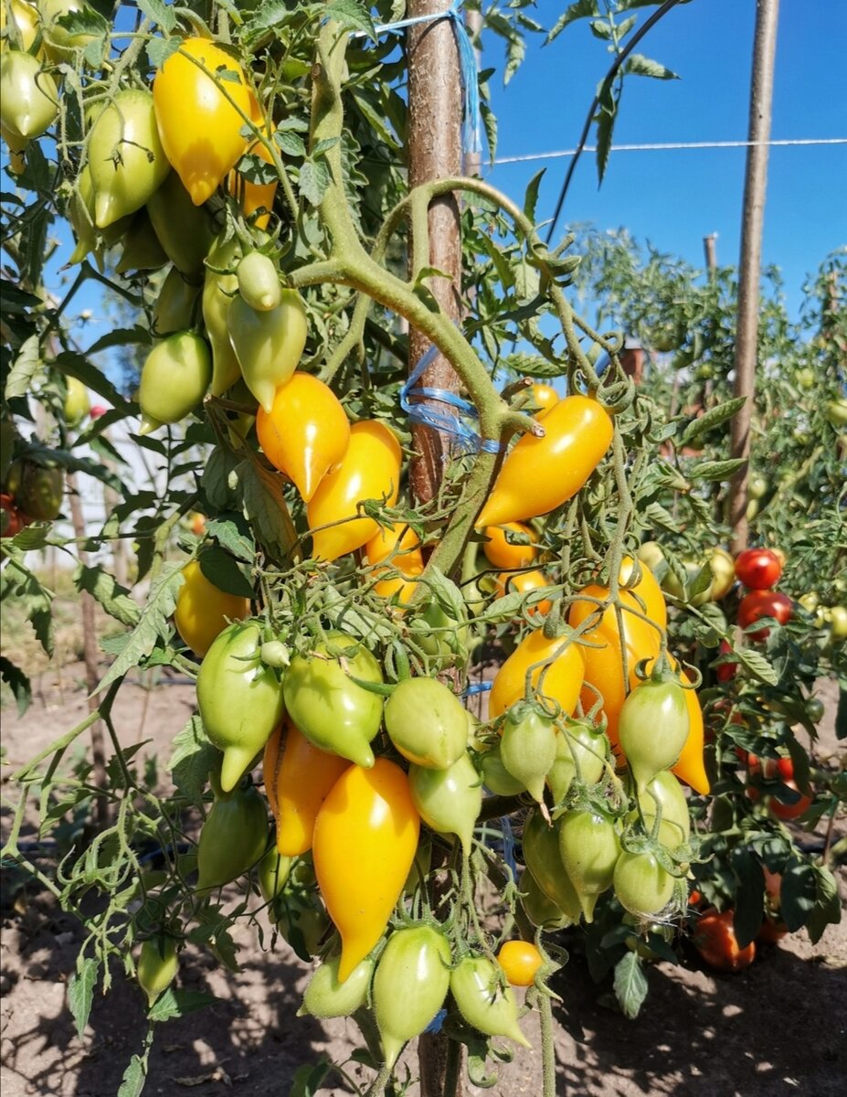 Сорт " Сокровище".