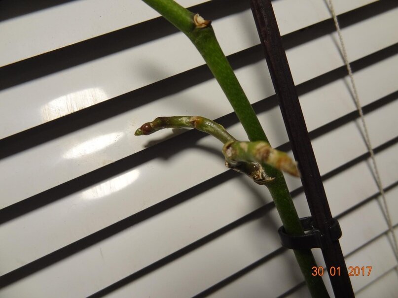 цветонос пораженный трипсом