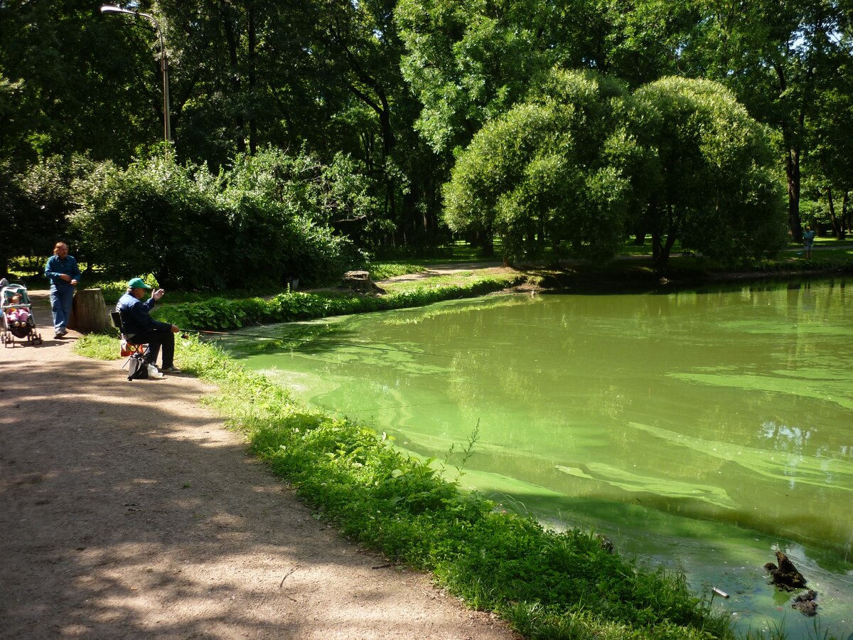 Неужели в этой воде водится рыба? Трудно представляется, что чувствует рыба в цветущей воде.