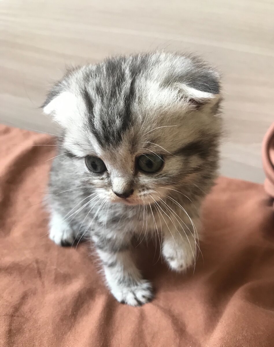 Кот Томас (1месяц)