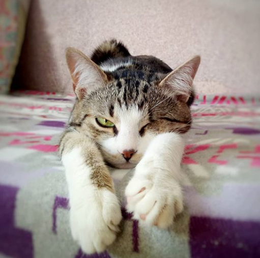 Сонная кошка