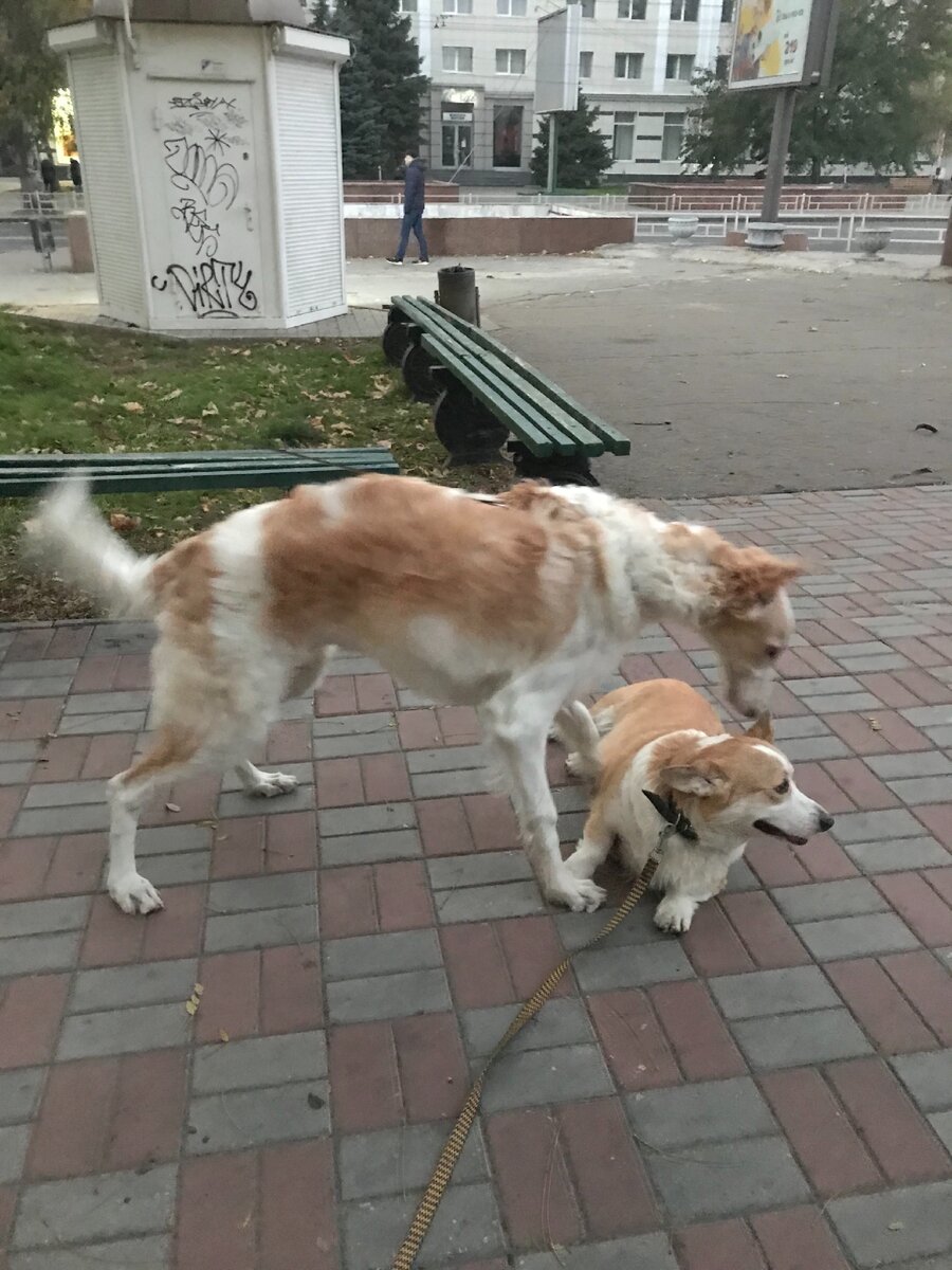 Мёд и Хантер