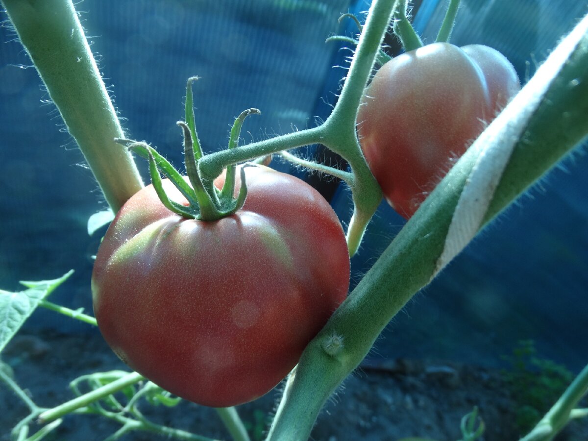 Алтайский розовый