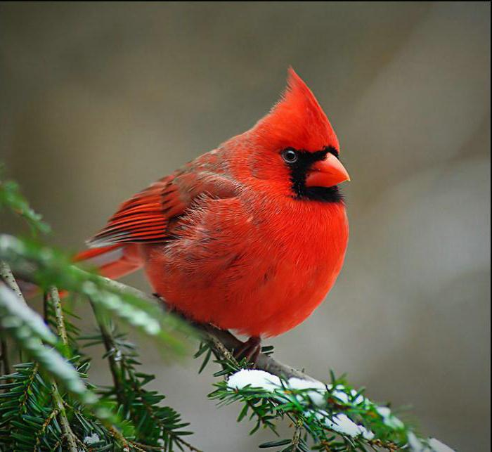 Фото с сайта: http://livt.net/info/2017/04/10/severnyj-kardinal/