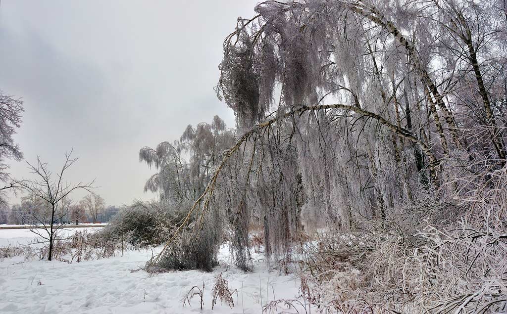 поэтические зимние афоризмы. ледяной дождь презентация. ледяное дерево. ледяной дождь описание. лед на ветках деревьев.