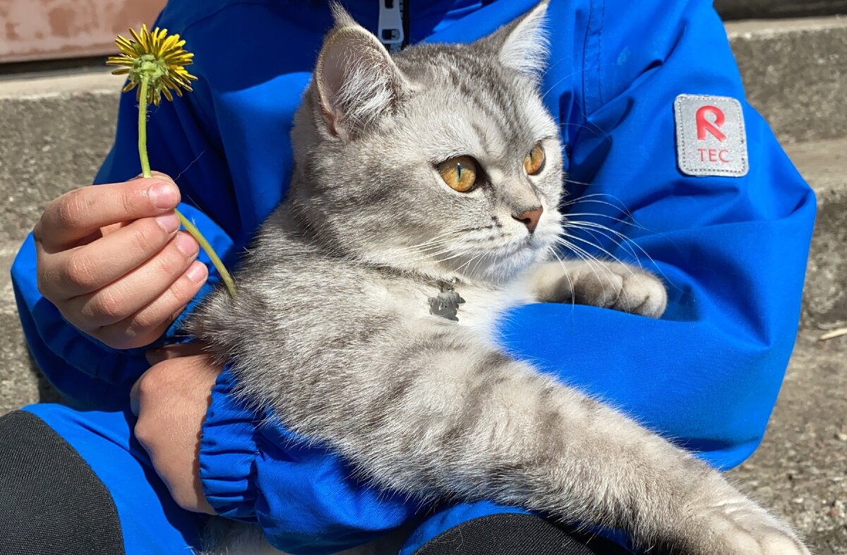 Мебель для кошек своими руками. 12 крутых идей дизайнерской мебель для домашних животных с видео