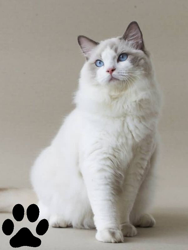 Рэгдоллы