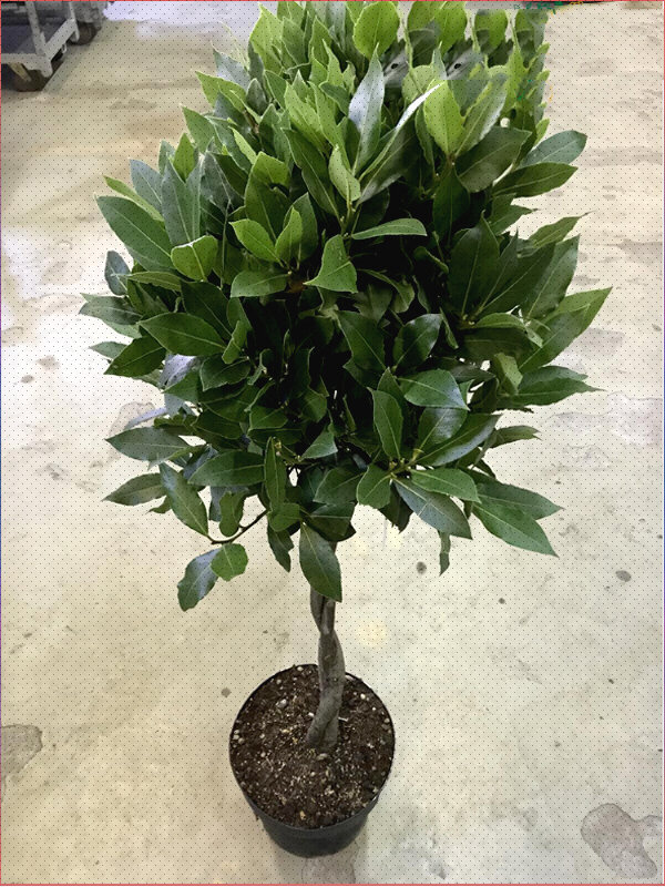 Вот такое красивое деревце можно вырастить в квартире.