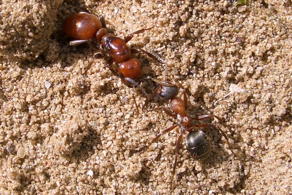 Фас муравьи. Polyergus rufescens. Муравьи амазонки матка. Полиаргус муравей. Жёлтый муравей-Амазонка.