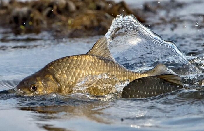 Нерест рыбы