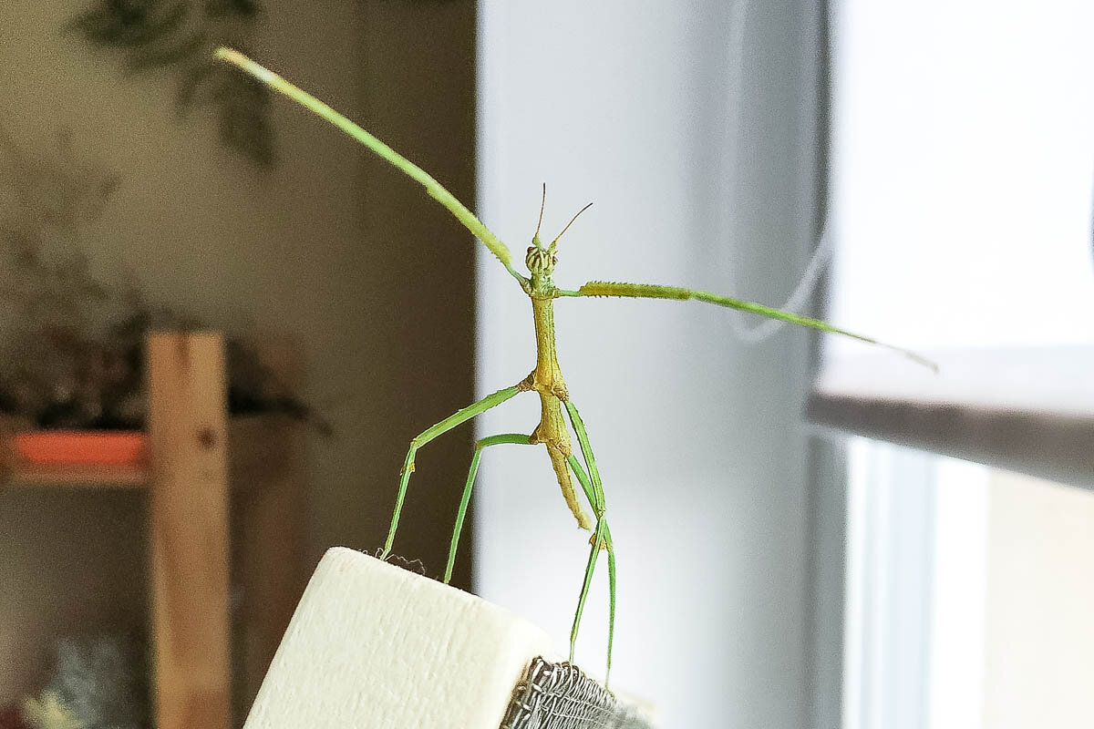 Аннамский палочник. Фото автора