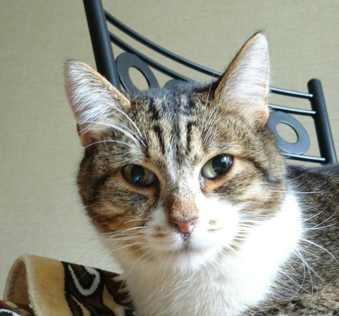 Сеня на передержке