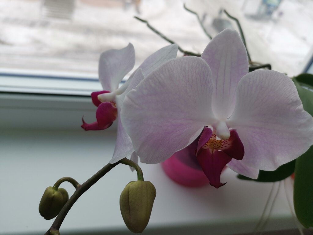Моя орхидея