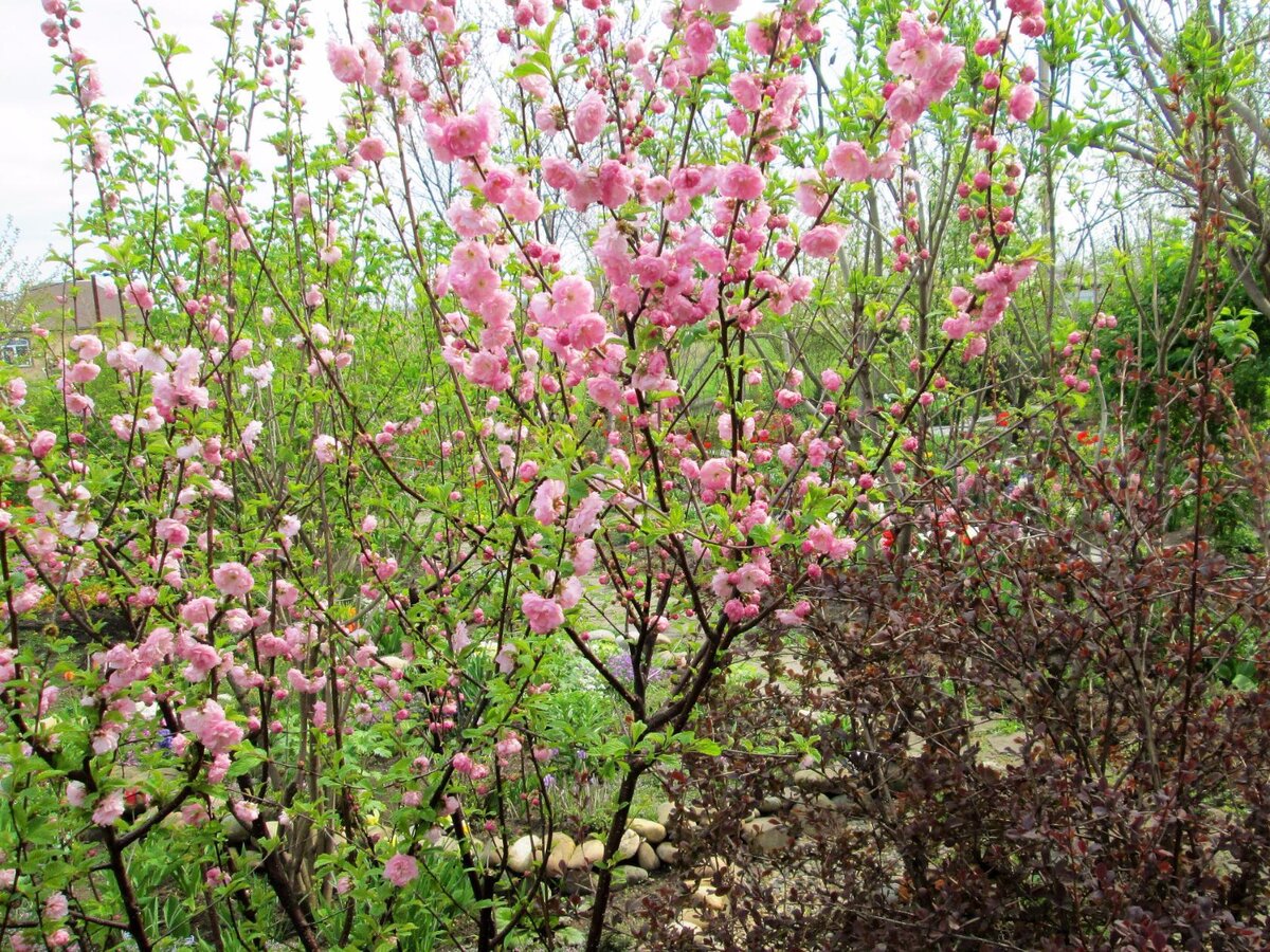18.04.2017. Тонкие ветки миндаля сплошь покрыты красивыми розовыми, махровыми цветами.  Размер цветочков в диаметре 4 см. 