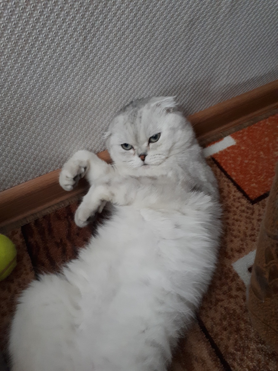 Мой котик Дюша :-)