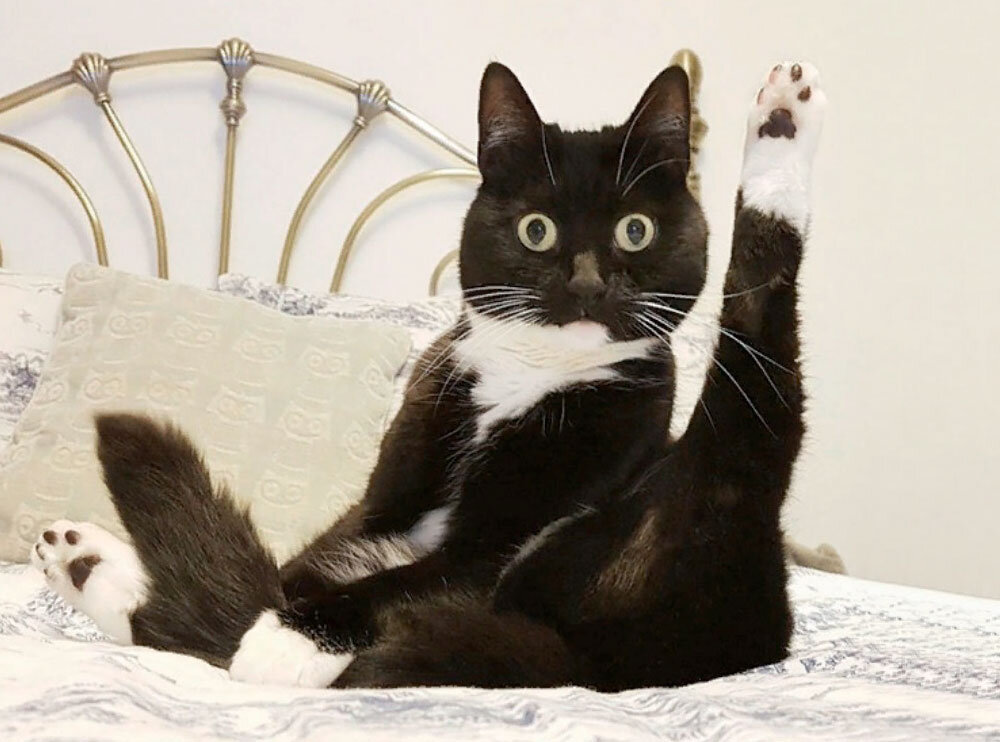 Кот Васька и его катавасия: 4 лжепроверочных