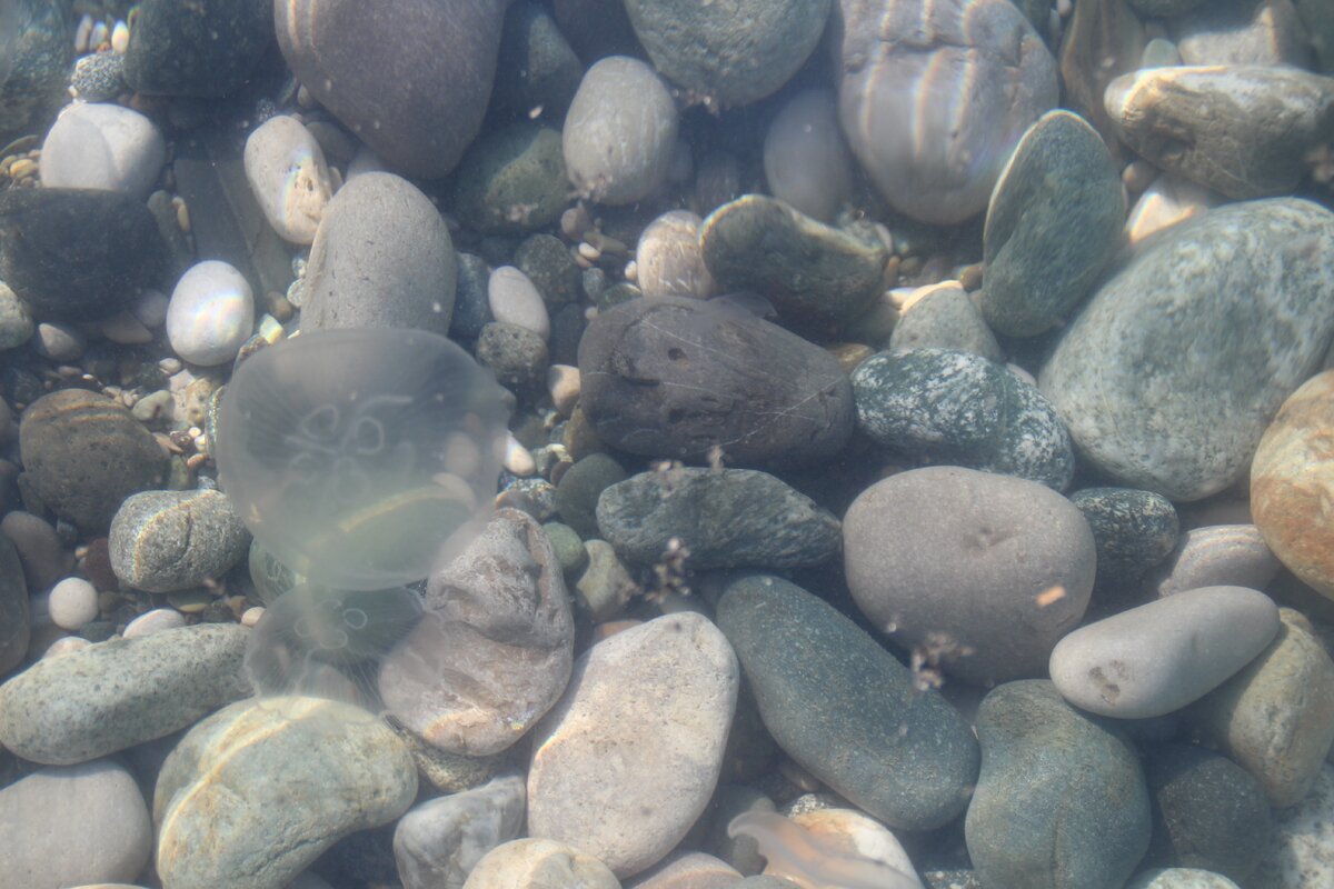 Пицунда. Медузочки в чистейшей воде моря. Фото автора.
