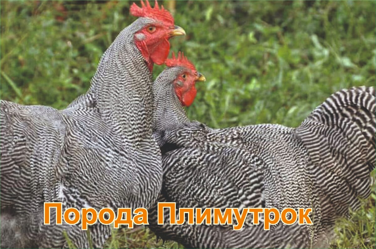 Кросс доминант куры