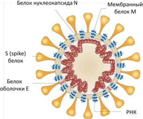 Вот он - вирус covid-19  со знаменитым S-белком. Схема из интернета: https://clinica-opora.ru