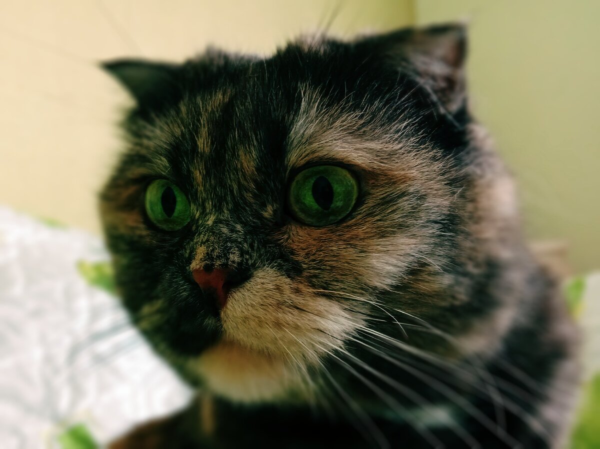 Явились не запылились