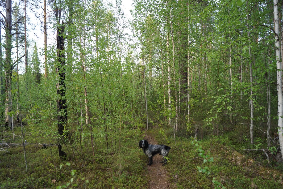 Лесная тропинка