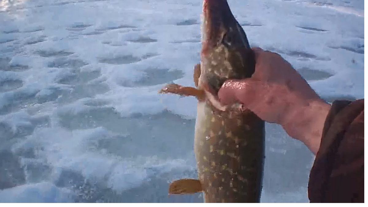 щука в марте 