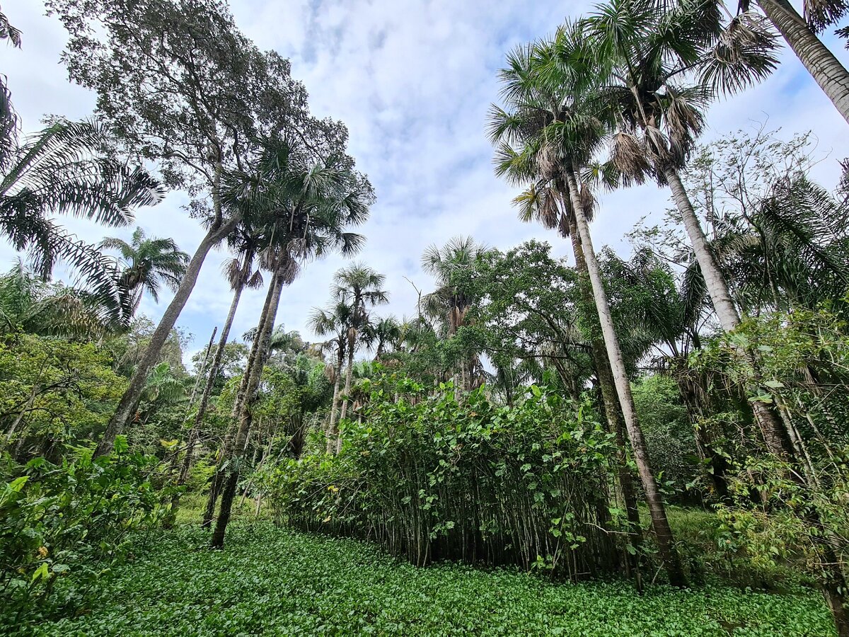 Французская Гвиана