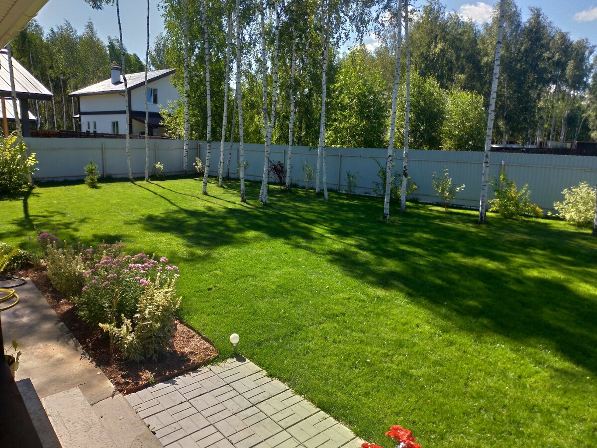Газон вокруг нашего дома, лето 2020.