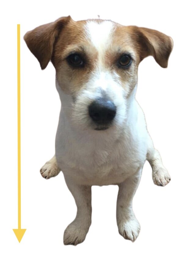 Угадай, какие лапы передние, какие задние?))