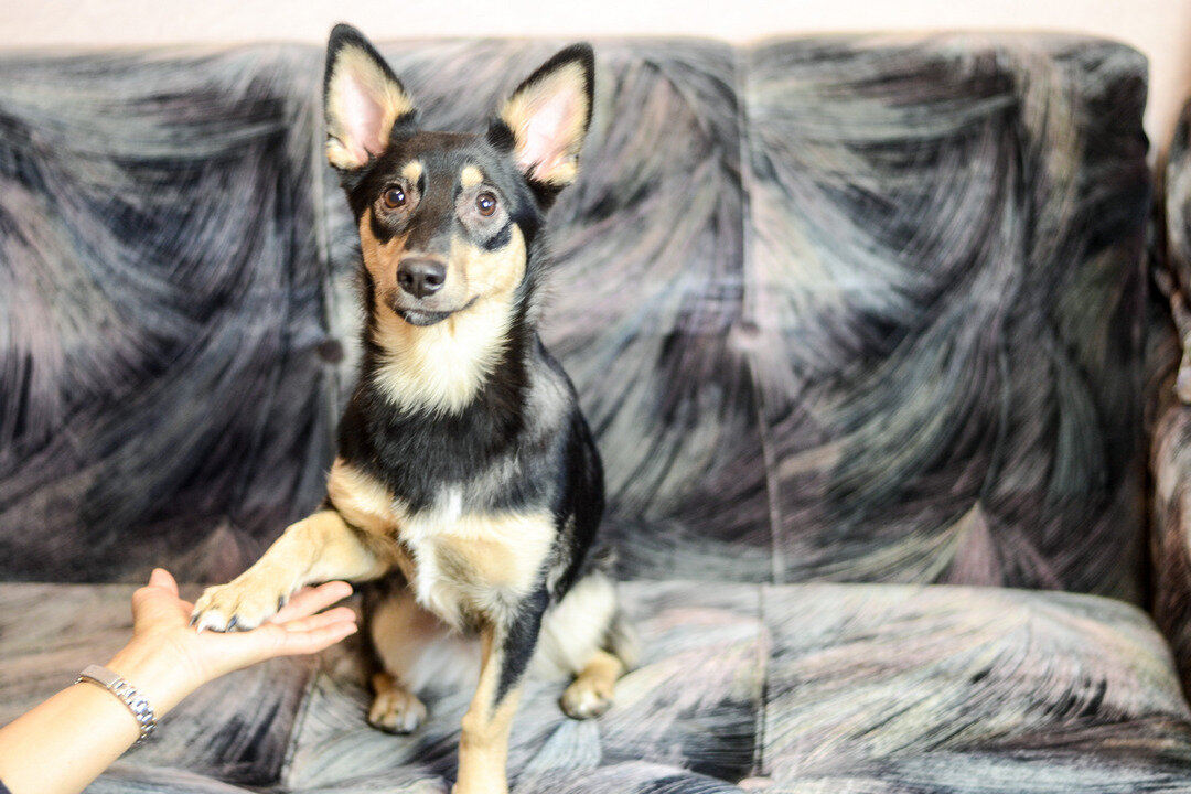 На фото: дворняжка Тори рассказывает об ошибках в дрессировке собак:-)