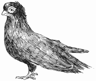 Порода голубей «Тульские жуки»