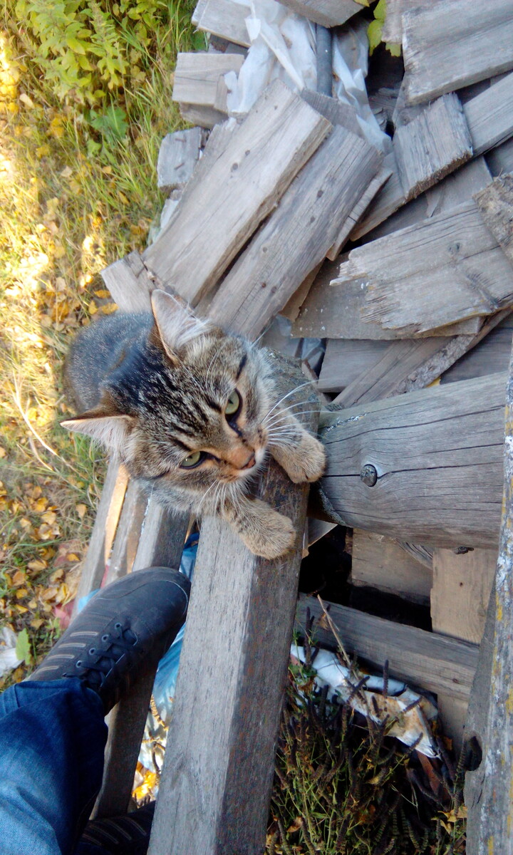 Мама брошеных котят