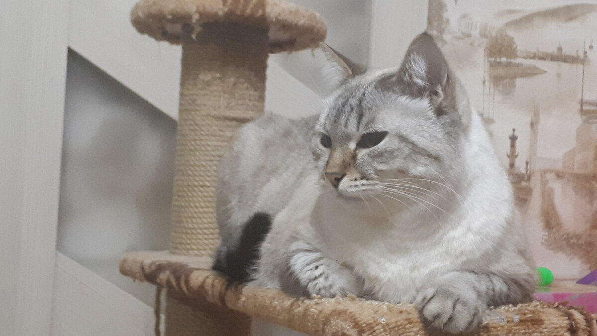 Культурный кот